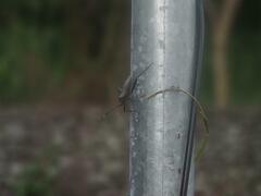 Notobitus meleagris