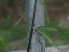 Dolichoderus thoracicus