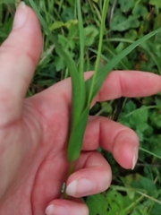 Tragopogon orientalis