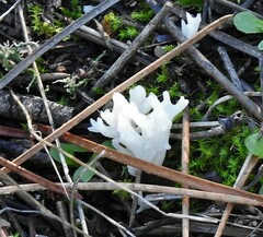 Clavulina rugosa