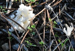 Clavulina rugosa
