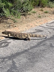 Varanus albigularis albigularis