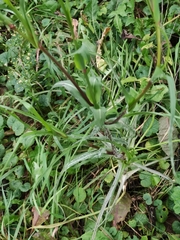 Tragopogon orientalis