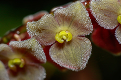 Stelis