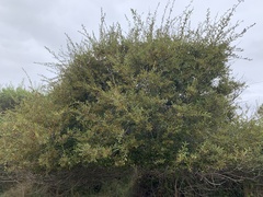 Salix scouleriana