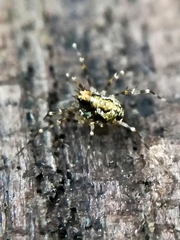 Megabunus diadema