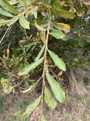Salix scouleriana