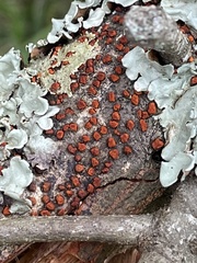 Amphilogia gyrosa