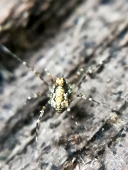 Megabunus diadema