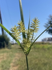 Cyperus strigosus