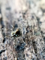 Megabunus diadema