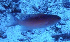 Variola louti