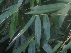 Bambusa vulgaris