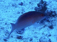 Variola louti