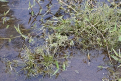 Fimbristylis griffithii