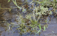 Fimbristylis griffithii