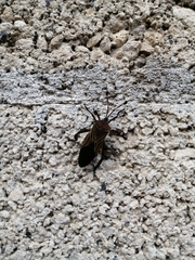 Pachylis acutangulus