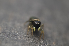 Heliophanus