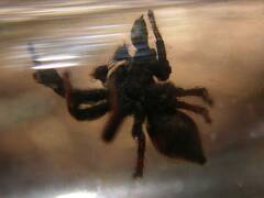 Habronattus oregonensis