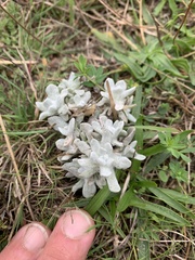 Pseudognaphalium stramineum