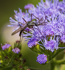 Toxorhynchites rutilus