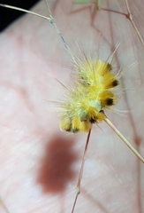 Erebidae