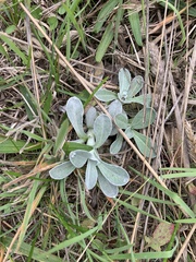 Pseudognaphalium stramineum
