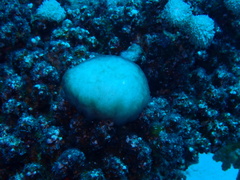 Cyanophyceae