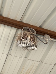 Hirundo rustica