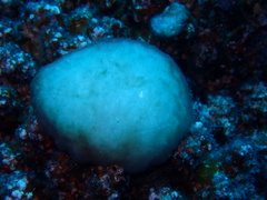 Cyanophyceae