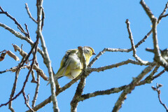 Carduelis citrinella