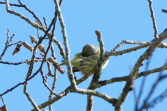 Carduelis citrinella