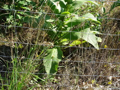 Verbascum densiflorum