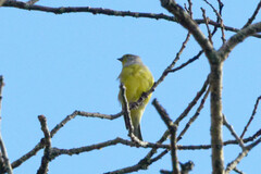 Carduelis citrinella