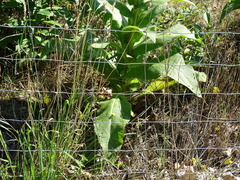 Verbascum densiflorum