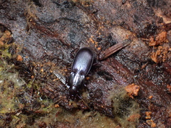 Pterostichina