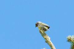 Carduelis citrinella