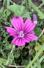 Malva sylvestris mauritiana