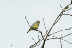 Carduelis citrinella