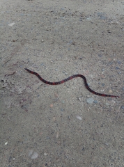 Atractus elaps