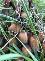 Coprinellus