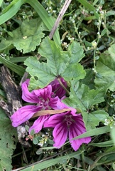 Malva sylvestris mauritiana