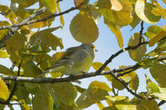 Carduelis citrinella