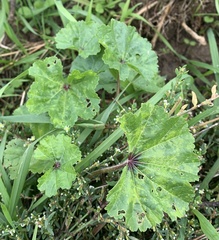 Malva sylvestris mauritiana