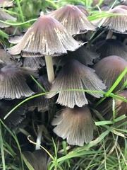 Coprinellus