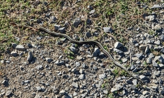 Thamnophis sirtalis concinnus