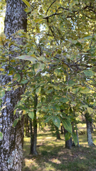 Ulmus alata