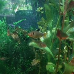 Hyphessobrycon eques