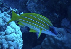 Lutjanus kasmira