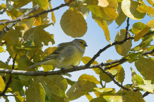 Citril Finch (Carduelis citrinella), photo 5